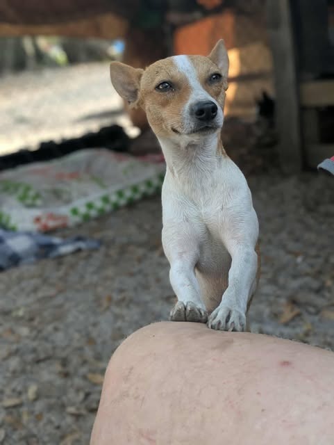 Penelope