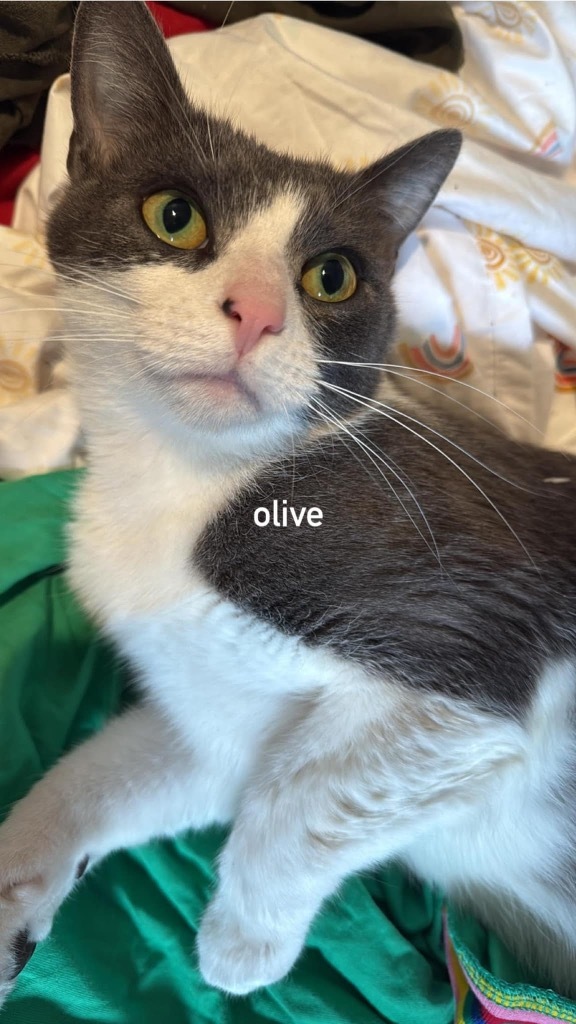 Olive