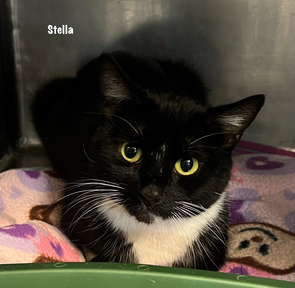 1/2-73-Stella