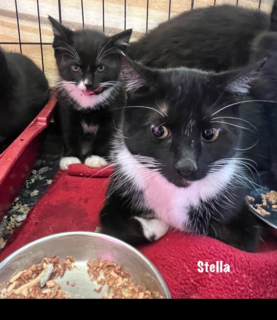 1/2-73-Stella