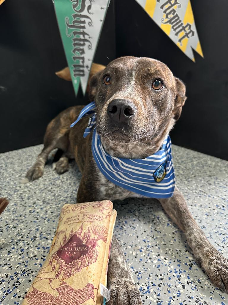 Muggle, an adoptable Shepherd, Pit Bull Terrier in Holbrook, AZ, 86025 | Photo Image 1