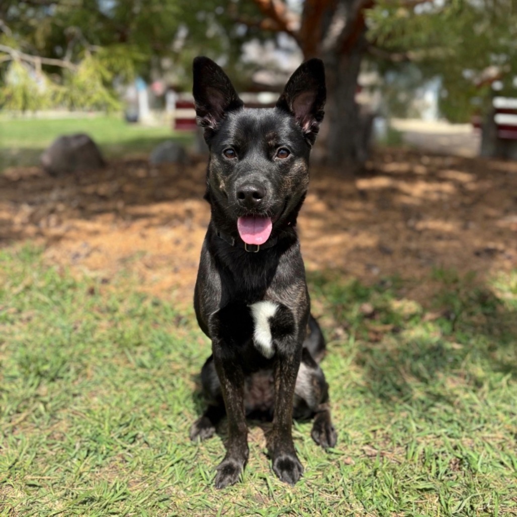 Tess--In Foster