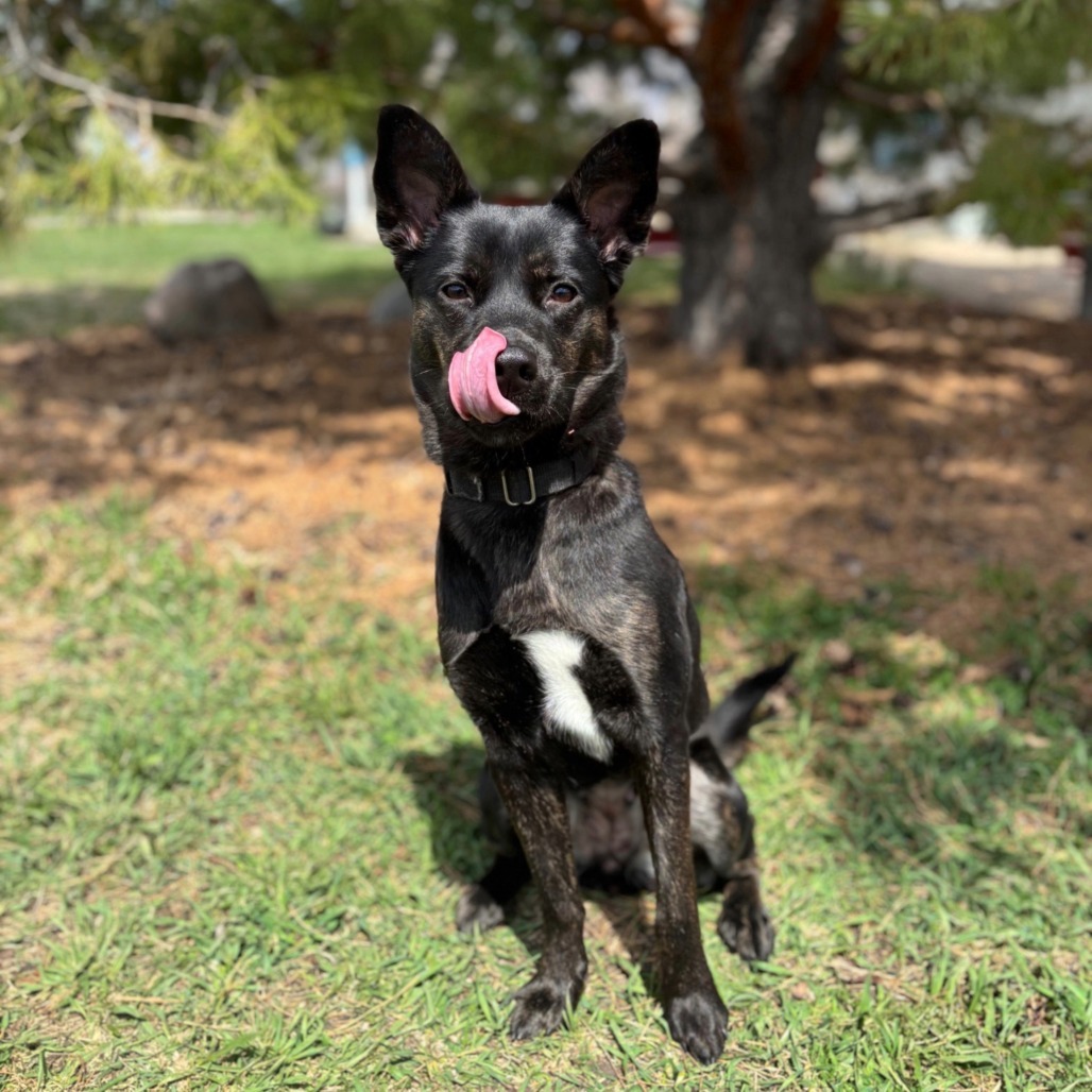 Tess--In Foster