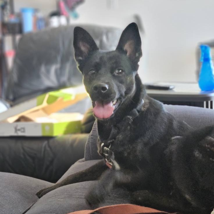 Tess--In Foster