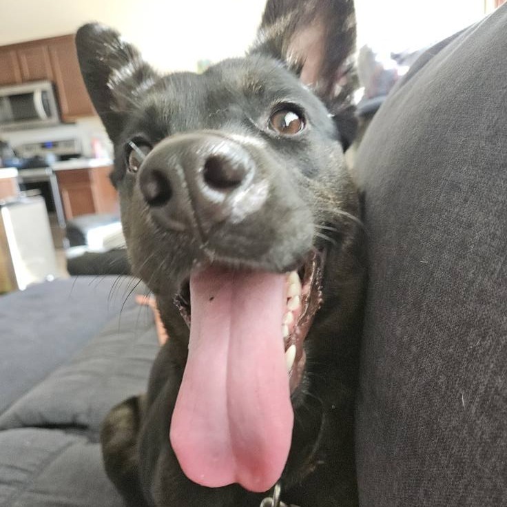 Tess--In Foster