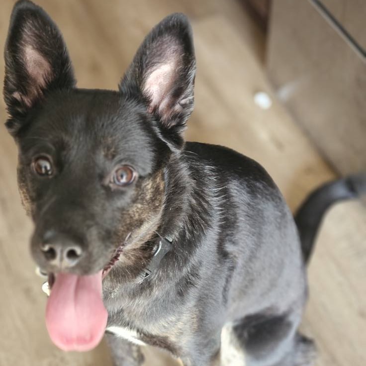 Tess--In Foster