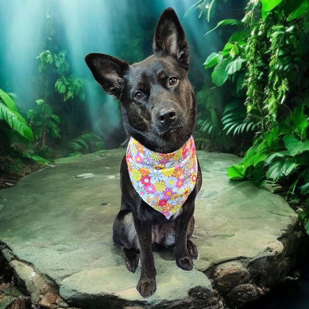 Tess--In Foster***ADOPTION PENDING***, an adoptable Shepherd, Mixed Breed in Fargo, ND, 58102 | Photo Image 5