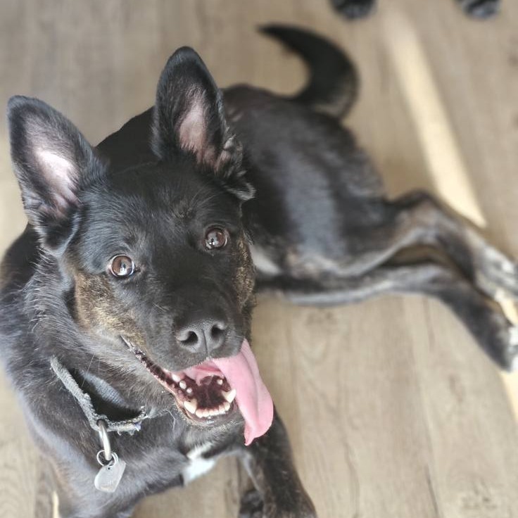 Tess--In Foster