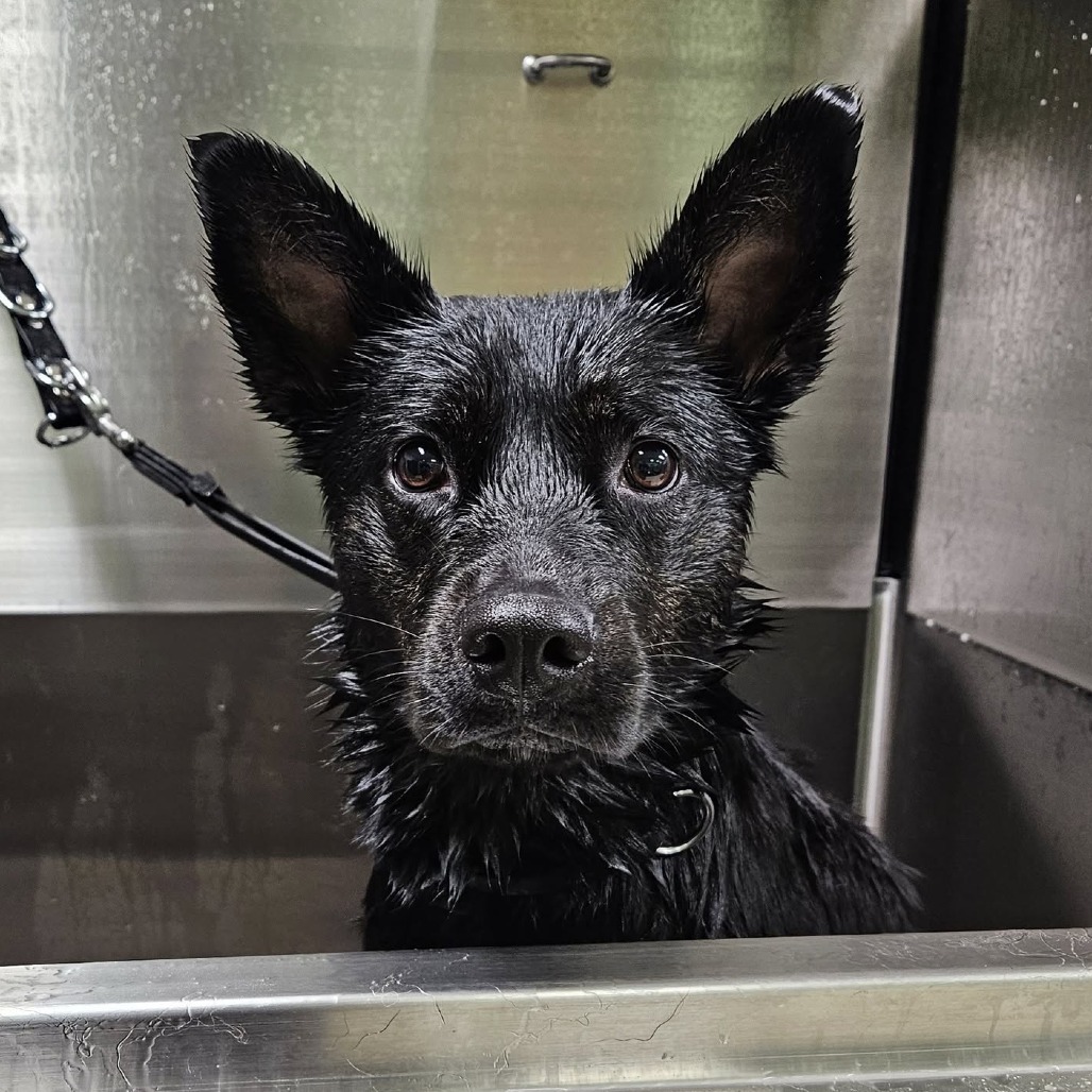 Tess--In Foster***ADOPTION PENDING***, an adoptable Shepherd, Mixed Breed in Fargo, ND, 58102 | Photo Image 6