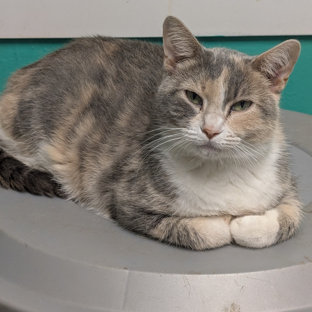 Shotzi, an adoptable Domestic Short Hair in Blair, WI, 54616 | Photo Image 1
