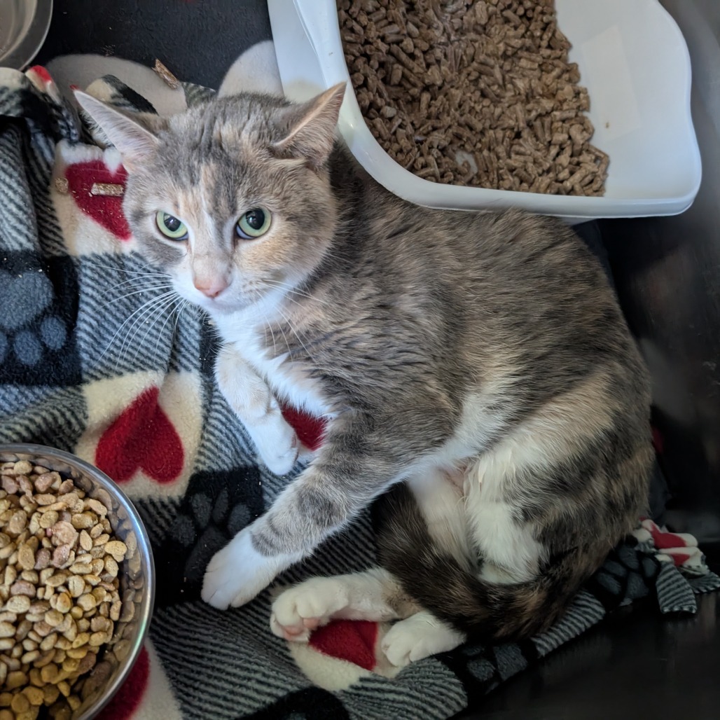 Shotzi, an adoptable Domestic Short Hair in Blair, WI, 54616 | Photo Image 2