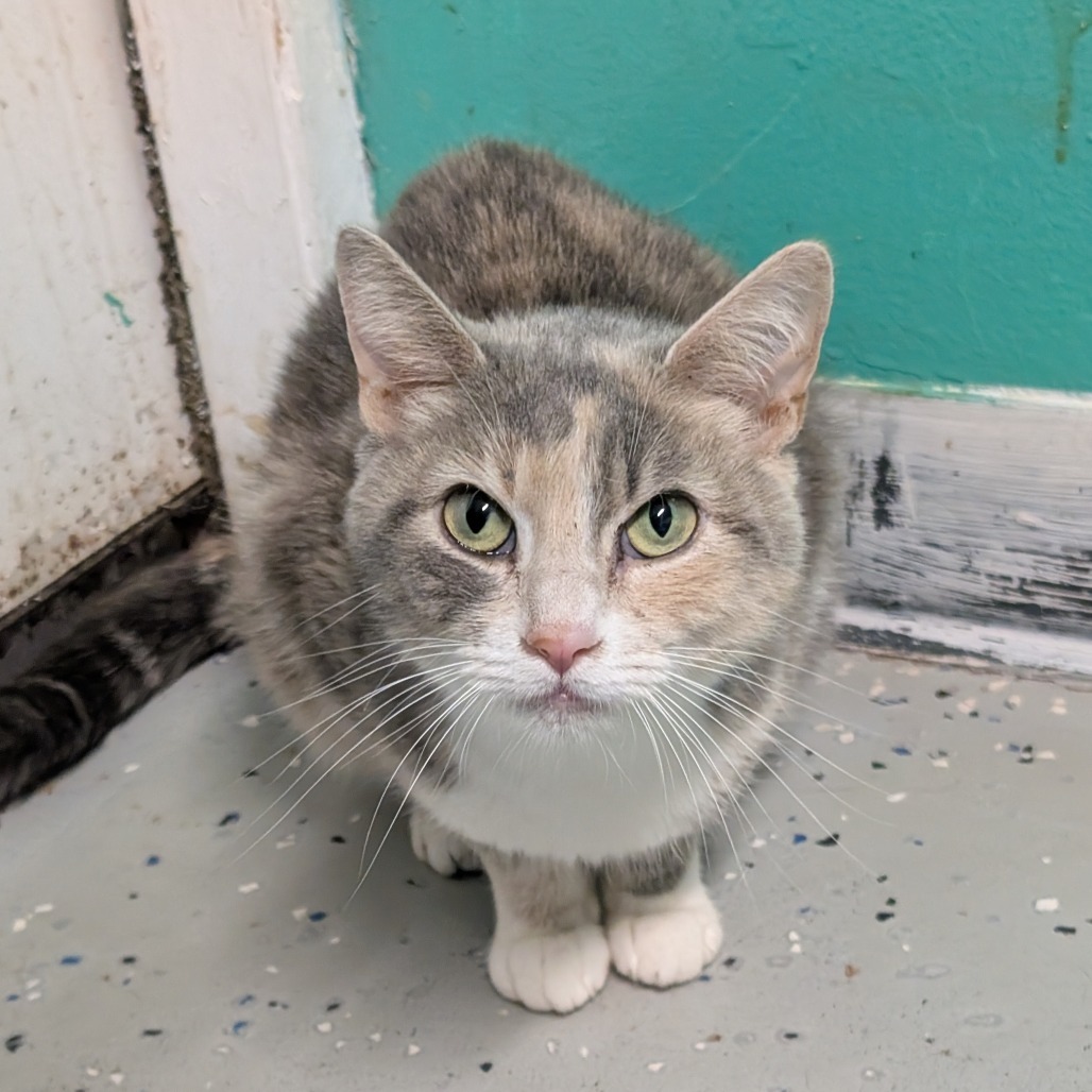 Shotzi, an adoptable Domestic Short Hair in Blair, WI, 54616 | Photo Image 3