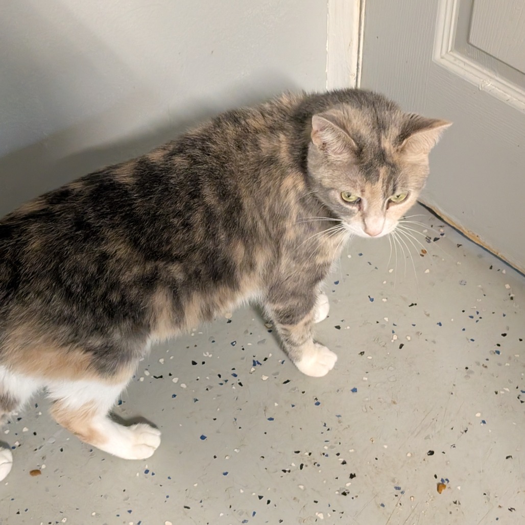 Shotzi, an adoptable Domestic Short Hair in Blair, WI, 54616 | Photo Image 4