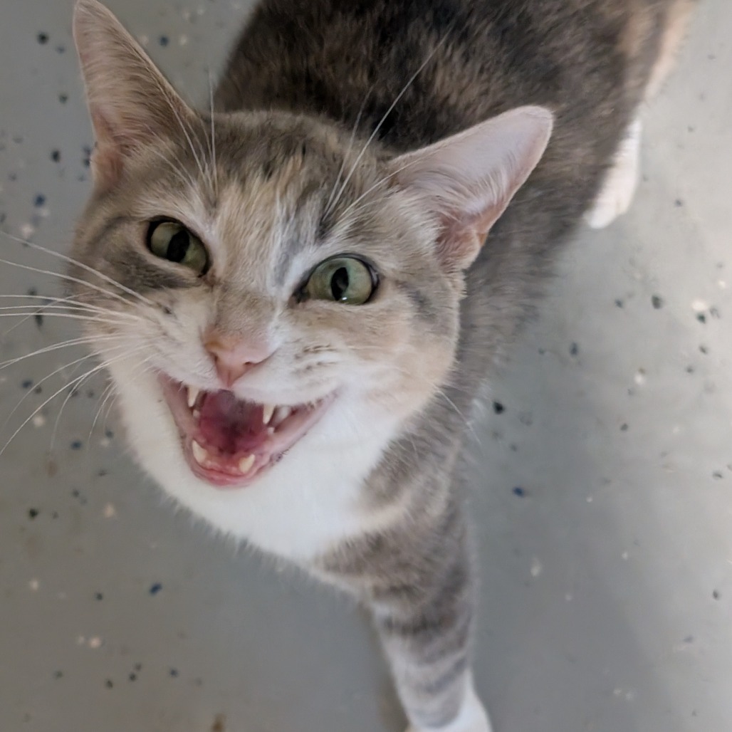 Shotzi, an adoptable Domestic Short Hair in Blair, WI, 54616 | Photo Image 5