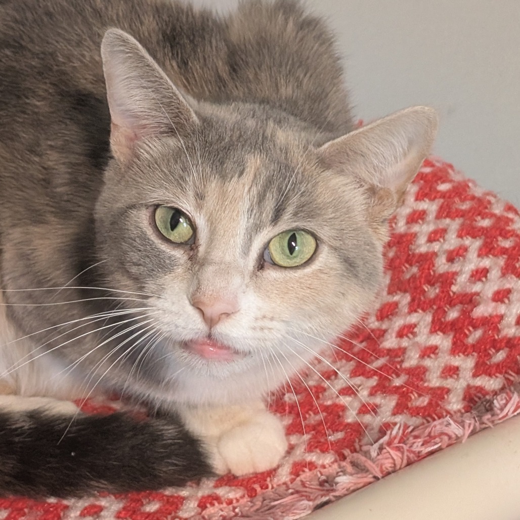Shotzi, an adoptable Domestic Short Hair in Blair, WI, 54616 | Photo Image 6