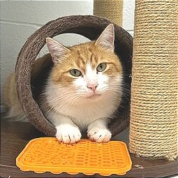 Sandi