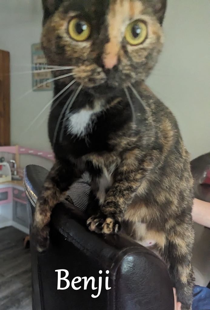 Benji, an adoptable Domestic Short Hair in Hoover , AL, 35226 | Photo Image 1