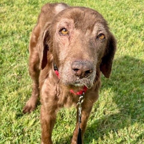 Dolly