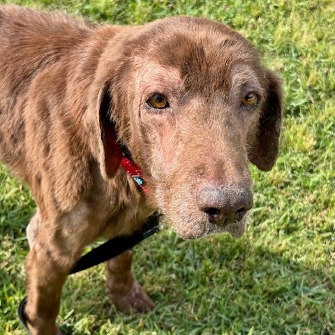 Dolly