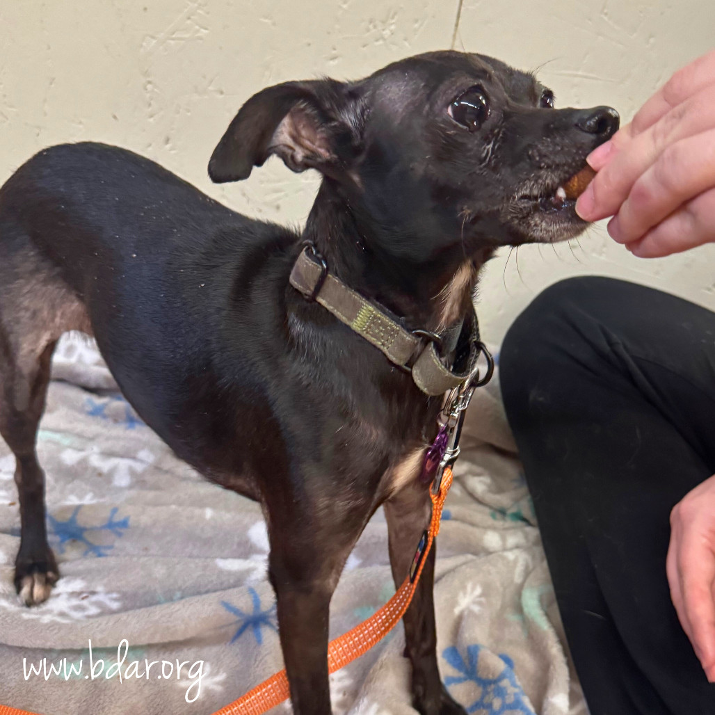 Gertrude, an adoptable Chihuahua in Cheyenne, WY, 82009 | Photo Image 1