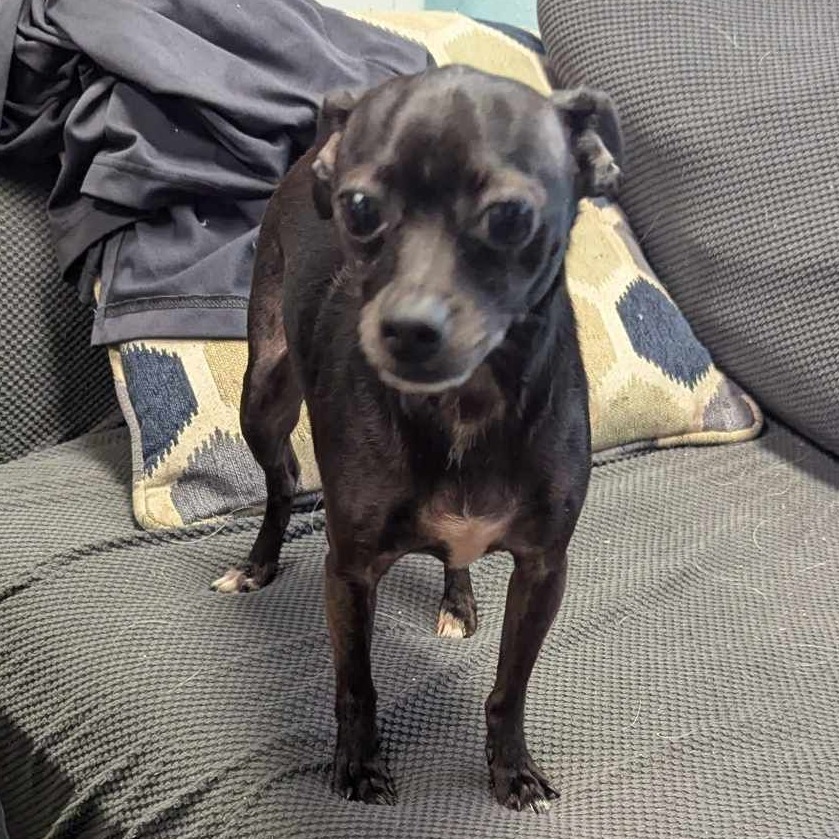 Gertrude, an adoptable Chihuahua in Cheyenne, WY, 82009 | Photo Image 2