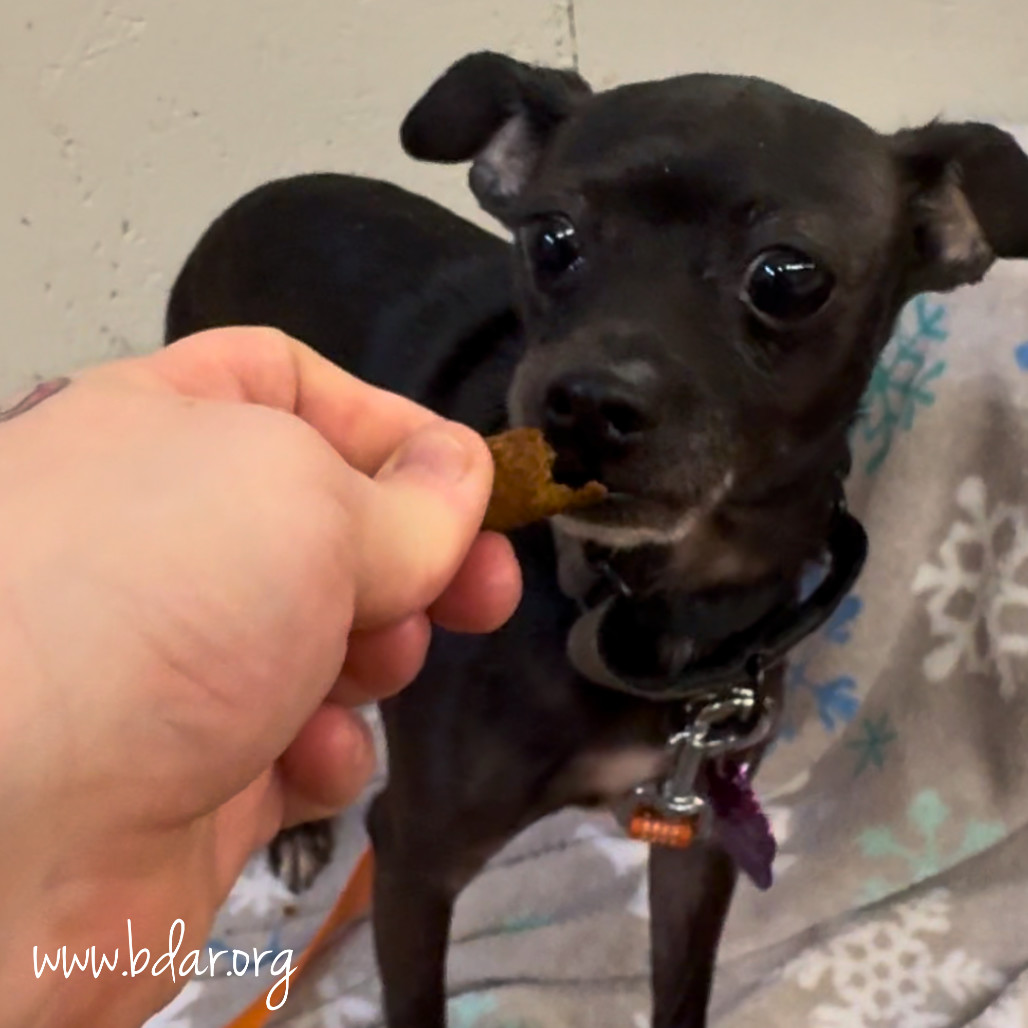 Gertrude, an adoptable Chihuahua in Cheyenne, WY, 82009 | Photo Image 3