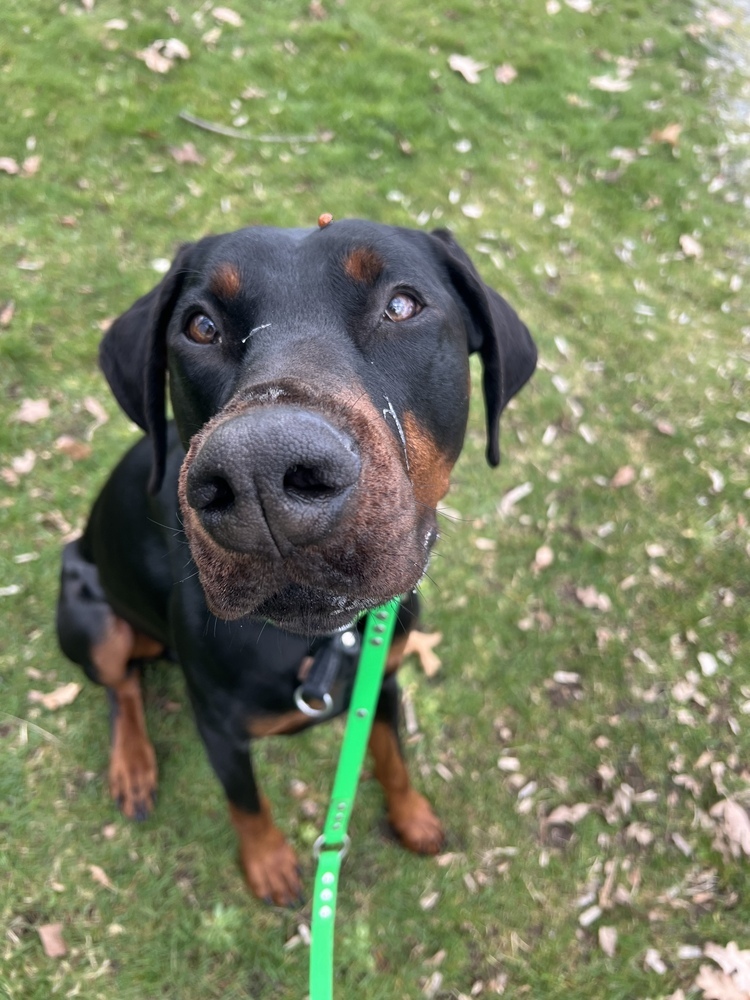COURTESY POST Xolotl (Vancouver, BC), an adoptable Doberman Pinscher in Edmonton, AB, T6E 0T7 | Photo Image 1