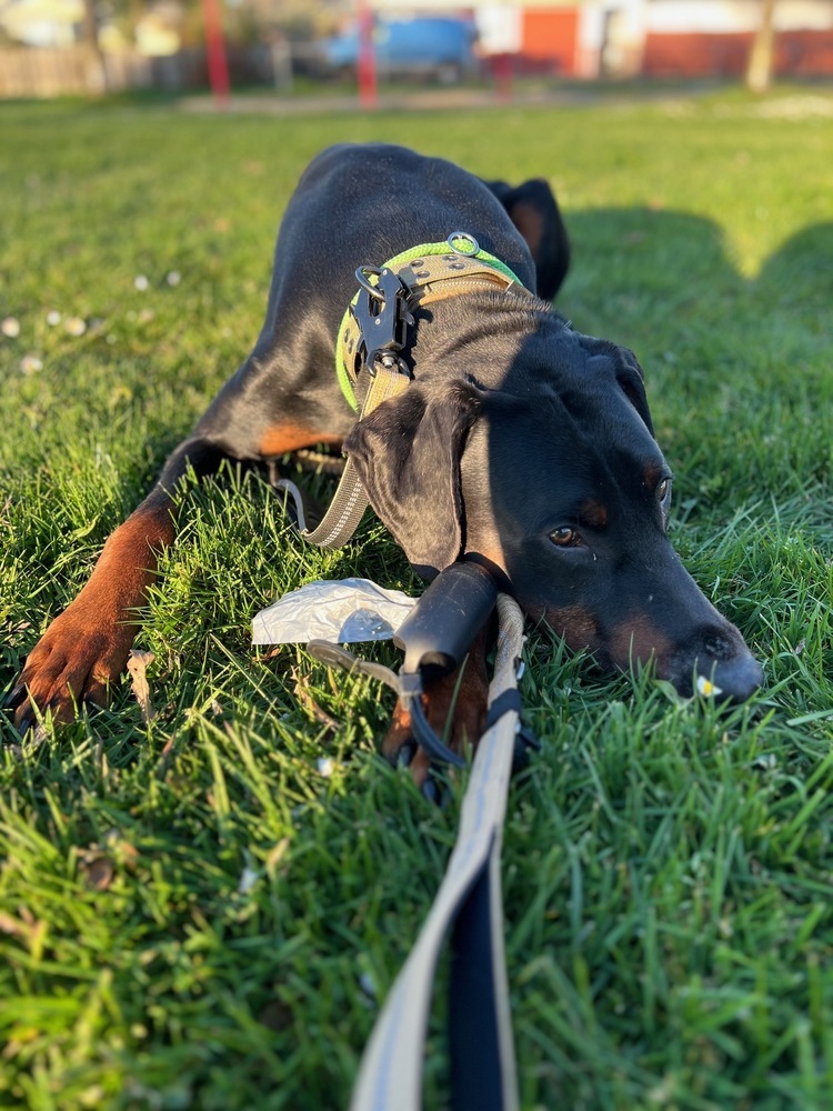 COURTESY POST Xolotl (Vancouver, BC), an adoptable Doberman Pinscher in Edmonton, AB, T6E 0T7 | Photo Image 2