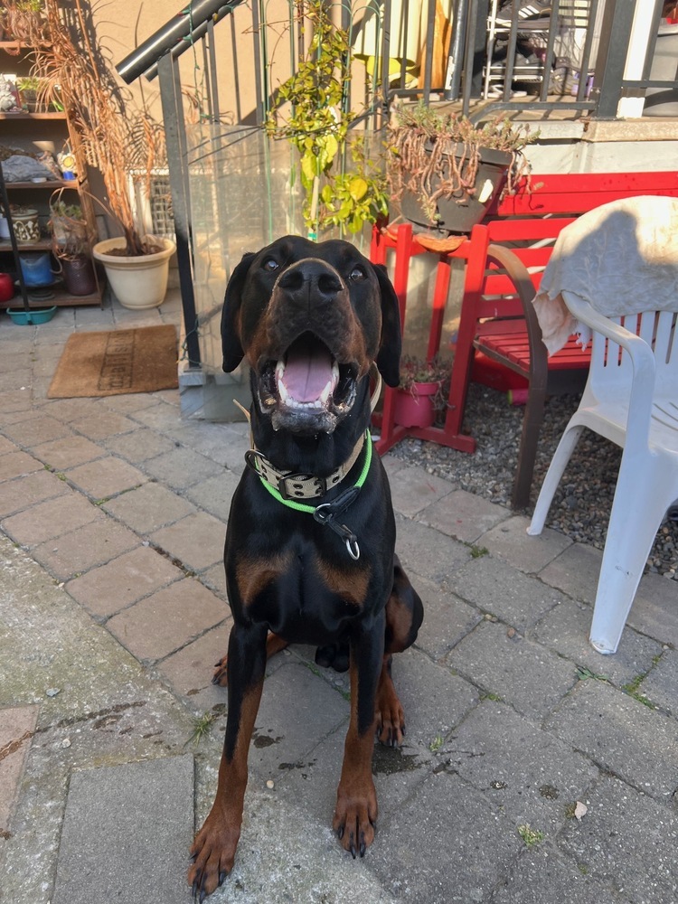 COURTESY POST Xolotl (Vancouver, BC), an adoptable Doberman Pinscher in Edmonton, AB, T6E 0T7 | Photo Image 3