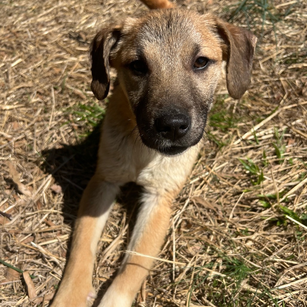 Lila