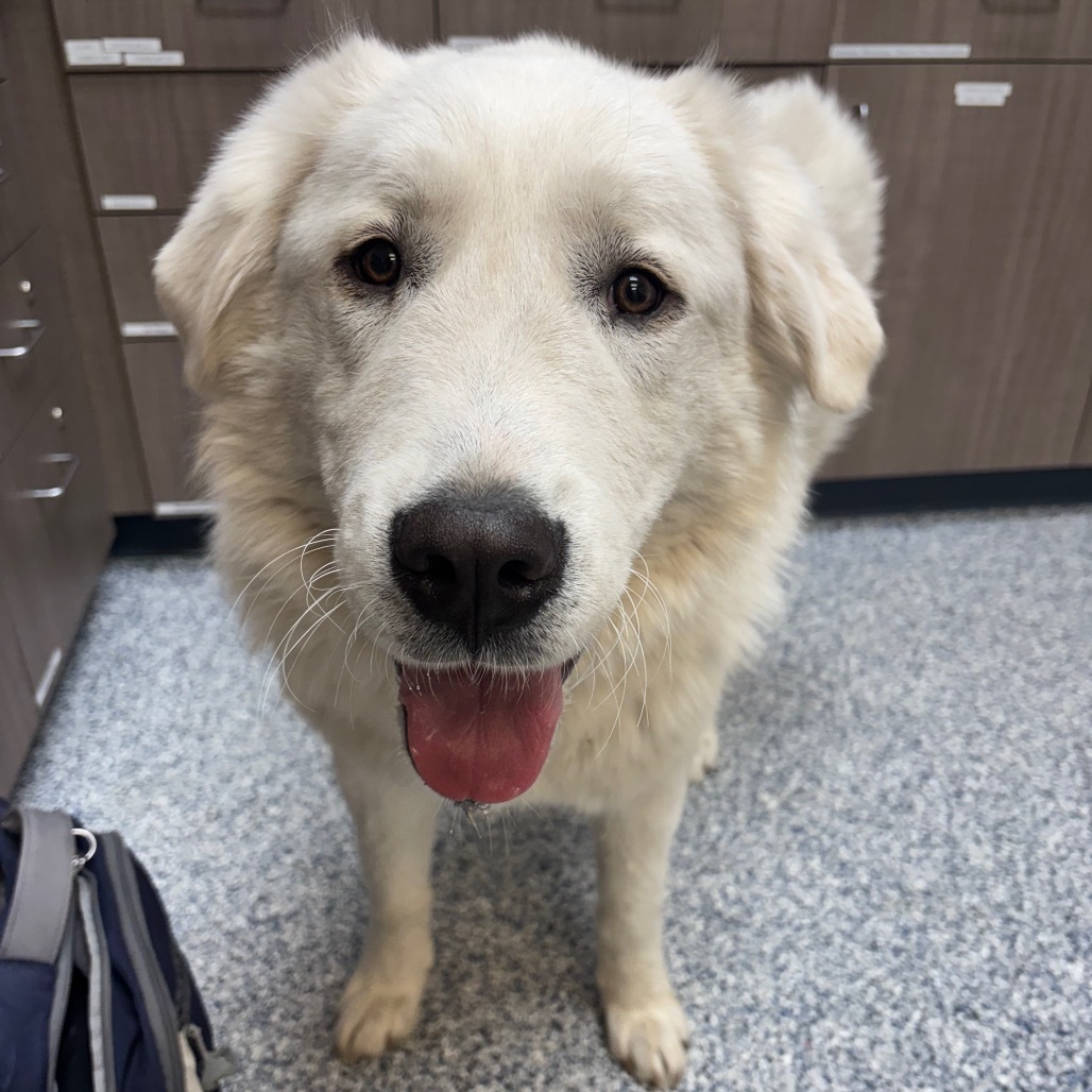 Randy, an adoptable Akbash, Great Pyrenees in Great Falls, MT, 59404 | Photo Image 1