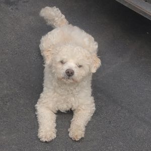 Key-Key came to us after the local animal control had removed him and his 2 other doggie pals from a