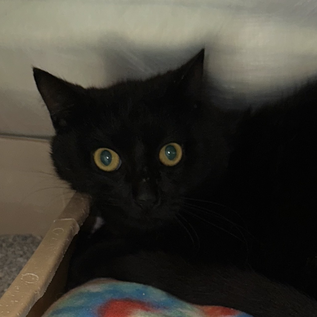 Binx