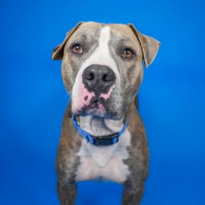 Lightning McQueen, Adult Male Mixed Breed