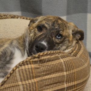 Trixie, Young Female Pit Bull Terrier
