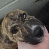 Trixie photo 2