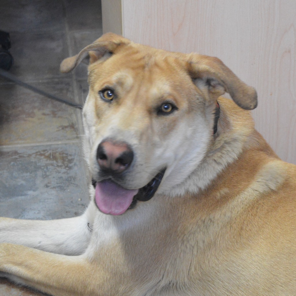 Hercules (nico?), an adoptable Golden Retriever, Labrador Retriever in North Battleford, SK, S9A 2M7 | Photo Image 1