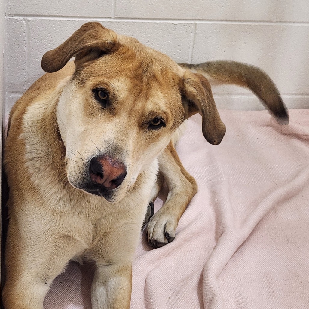 Hercules (nico?), an adoptable Golden Retriever, Labrador Retriever in North Battleford, SK, S9A 2M7 | Photo Image 2