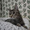 Buckwheat photo 1