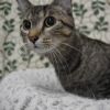 Buckwheat photo 2