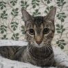 Buckwheat photo 4