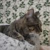 Buckwheat photo 5