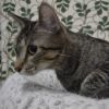 Buckwheat photo 6