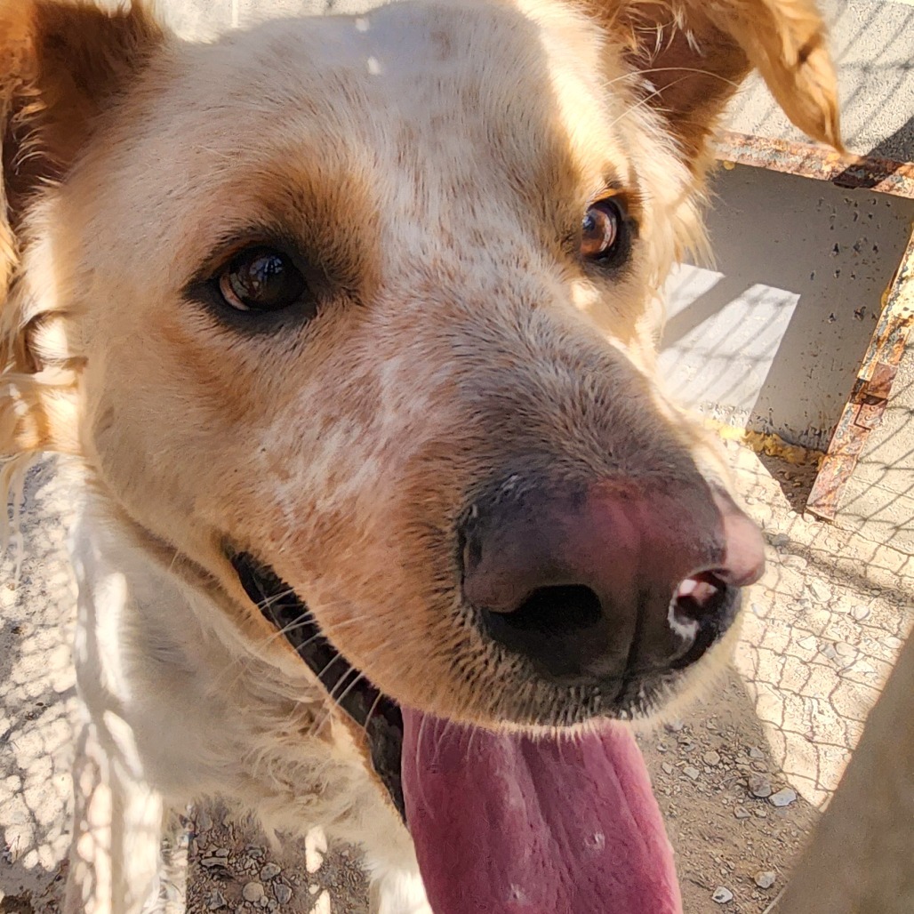 Bullseye, an adoptable Cattle Dog, Great Pyrenees in North Battleford, SK, S9A 2M7 | Photo Image 1