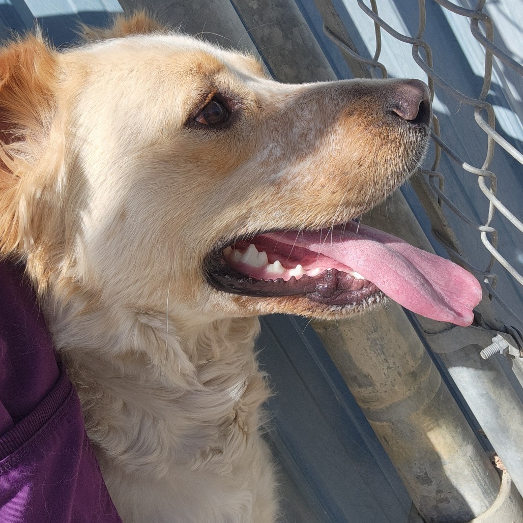 Bullseye, an adoptable Cattle Dog, Great Pyrenees in North Battleford, SK, S9A 2M7 | Photo Image 2