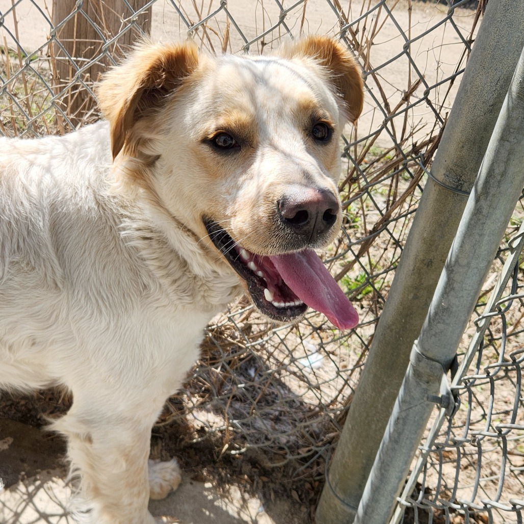 Bullseye, an adoptable Cattle Dog, Great Pyrenees in North Battleford, SK, S9A 2M7 | Photo Image 3