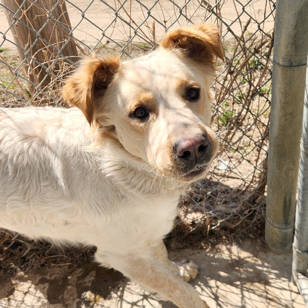 Bullseye, an adoptable Cattle Dog, Great Pyrenees in North Battleford, SK, S9A 2M7 | Photo Image 4