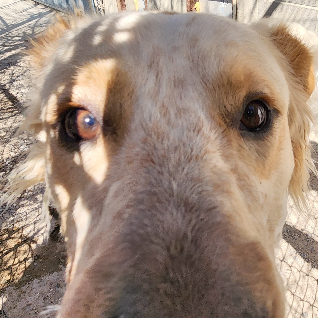 Bullseye, an adoptable Cattle Dog, Great Pyrenees in North Battleford, SK, S9A 2M7 | Photo Image 5