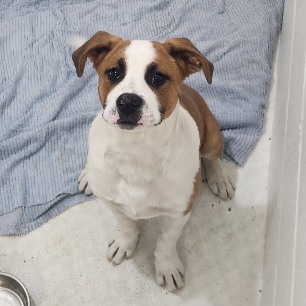 Goliath, an adoptable Saint Bernard, Labrador Retriever in North Battleford, SK, S9A 2M7 | Photo Image 1