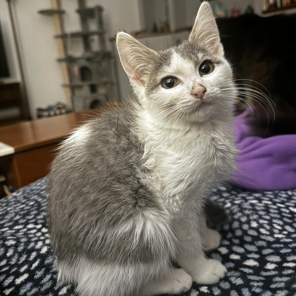 Violet